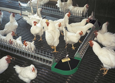 Flat Chain Feeding System for Poultry, Chicken Farms