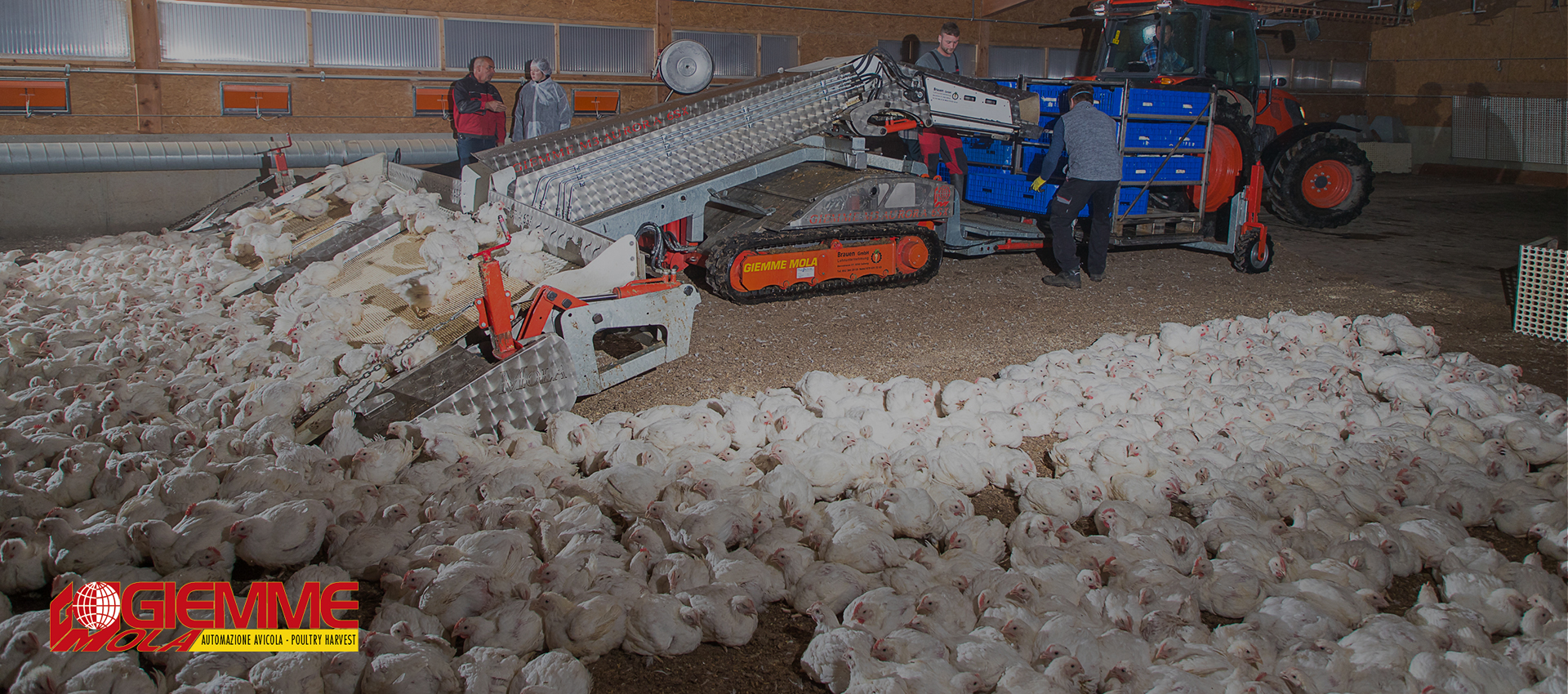 آلات حاصدات الدجاج والدواجن لمزارع الكتاكيت