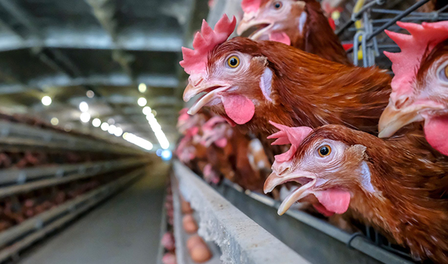 Poultry Layers Cages