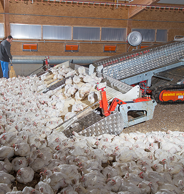 آلة حصد الدجاج والدواجن والكتاكيت في مزرعة