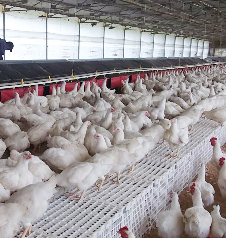 Layer Chickens on Community Nests Slats