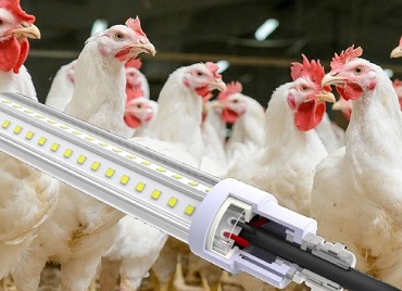Poultry, Chicken, Broiler, Layer, Breeder Farm Lighting Systems