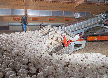 Chicken Harvesting Machine for Broiler Farms